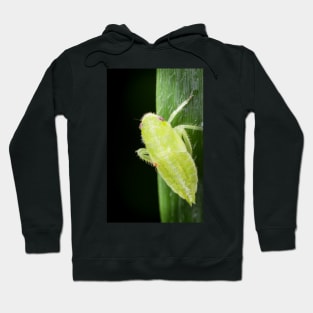 A leafhopper nymph with a hitchhiker Hoodie
